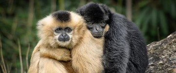 04/05: Direitos Animais será tema de abertura de Semana Jurídica em Alta Floresta/MT