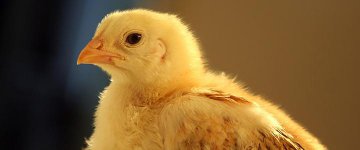 06/05: Libertação Animal será tema de Conferência na Universidade Federal do Pará