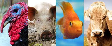 18/12: Direitos Animais será tema de palestra em Manaus (AM)