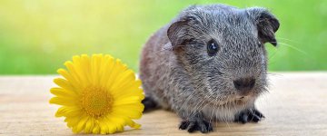 2 e 03/06: Direitos Animais e Bioética serão discutidos na Semana do Meio Ambiente de Antonina (PR)