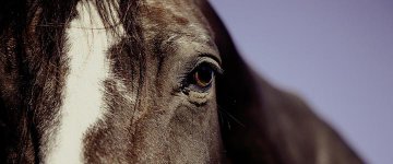 27/04: Movimento Pedagogia das Virtudes promove palestra sobre Direitos Animais em Brasília