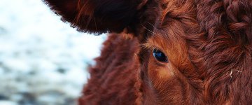 30/03: Brasília recebe palestra sobre Veganismo e Direitos Animais