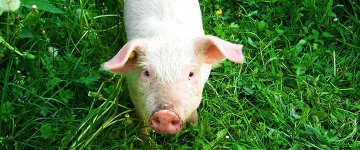 30/04: Palestra "Direitos Animais como base para um novo modelo civilizatório" em Brasília