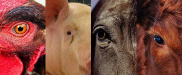 31/10 e 01/11: Direitos Animais será tema de palestras em Parnaíba (PI) e Maceió (AL)