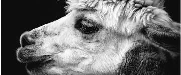 4 de Outubro: uma data para se lembrar todos os dias