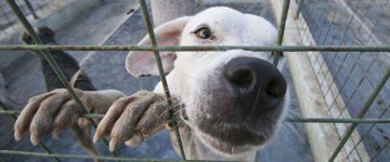 Abrigo de cães em Fortaleza passa por dificuldades e pede ajuda