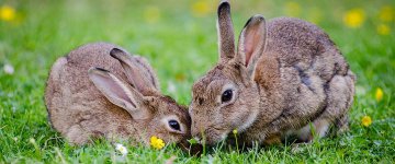 Adolescentes em medida socioeducativa assistirão a palestras sobre Direitos Animais