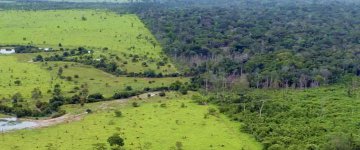 Área desmatada na Amazônia para pastos que foram abandonados equivale à região Sul do Brasil