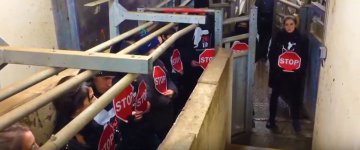 Ativistas invadem matadouro na França e impedem mortes por 6 horas