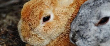 Austrália decide banir produtos testados em animais