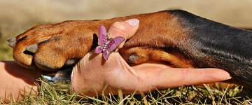 Brasil pode ter partido político pelos animais em breve