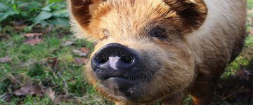 Campanha pela Libertação Animal alcança mais de 2 milhões de pessoas