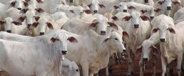 Carne deveria pagar mais impostos para frear consumo, afirma especialista da ONU