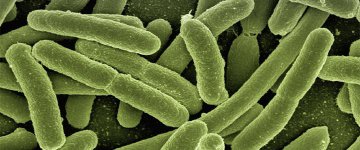 Carne é apontada como fonte de nova superbactéria resistente a antibióticos