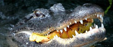 Cinco jacarés foram mortos durante busca por criança em lago da Disney World