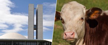 Como esperado, Proposta de Emenda à Constituição é apresentada no Senado em prol da vaquejada