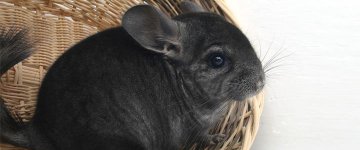 Croácia proíbe criação de animais para extração de peles