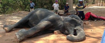 Elefante morre após carregar turistas sob calor escaldante