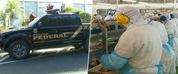 Empresas do setor pecuário são alvo da maior operação já realizada pela Polícia Federal
