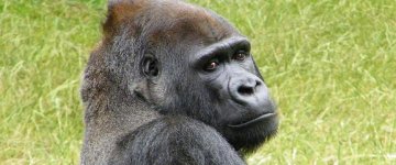 Especialistas em animais contestam decisão do Zoológico nos EUA que matou o Gorila Harambe