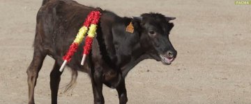 Estão acontecendo bezerradas na Espanha, denuncia Partido Animalista do País