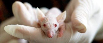 Estudantes não são obrigados a usar animais no ensino e pesquisa, reafirma CONCEA
