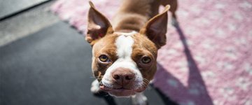 Facebook proíbe venda de animais na rede social