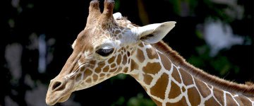 Girafas entram pra lista de animais ameaçados de extinção