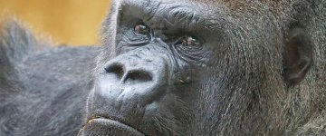 Gorila morto em Zoológico nos EUA tentou proteger criança, afirmam testemunhas