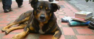 Holanda é o primeiro país a não ter mais cães nas ruas