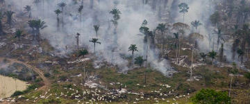 Humanidade já esgotou sua cota de recursos naturais deste ano, afirmam ONGs