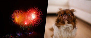 Ideia legislativa no site do Senado pede proibição de fogos de artifício sonoros