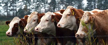 Indústria leiteira dos EUA mata vacas jovens para elevar preço dos laticínios