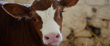 Indústria leiteira se reúne para discutir "combate ao ativismo vegano"