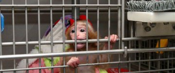 Instituto de pesquisa cria enquete sobre testes em animais no Brasil