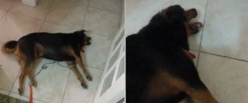 Internauta publica vídeo de cadela sofrendo ataque epilético devido a fogos de artifício