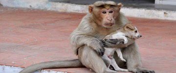 Macaco adota cãozinho que vivia abandonado nas ruas