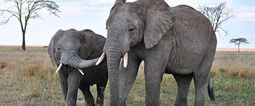 Mega apreensão de marfim dá origem à petição internacional pela proibição do comércio em Hong Kong