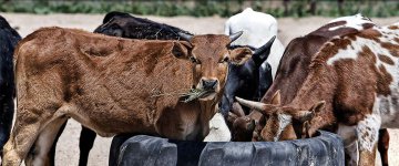 Membros do Parlamento Europeu requerem redução do consumo de produtos de origem animal