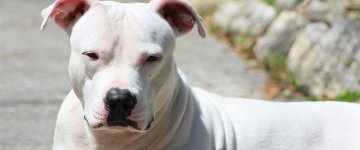 Montreal, no Canadá, aprova banimento de pit bulls e ONG consegue suspensão da decisão