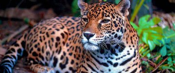 Onça pintada é morta após cerimônia de revezamento da tocha olímpica