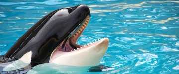Orca teria tentado suicídio em parque aquático ao sair da água por 10 minutos