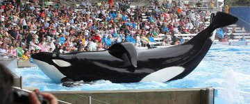 Orca Tilikum, que protagonizou o documentário Blackfish, morre no SeaWorld aos 36 anos