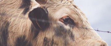 Ordem dos Advogados do Brasil (OAB) promove evento com palestra sobre Direitos Animais