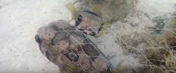 Peixe não abandonou amigo preso em rede de pesca