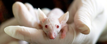 Pesquisadores brasileiros criam alternativas a testes em animais e são premiados em concurso