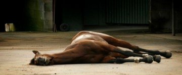 Petição online pede o fim dos esportes olímpicos que usam animais