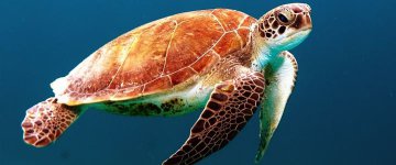 Primeira estação de mineração no fundo do oceano pode se tornar real e ameaçar várias espécies