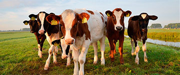 Produtora de filmes lança financiamento coletivo para criação de documentário anti-veganismo