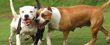 Proibição de pit bulls em Montreal (Canadá) está suspensa por tempo indeterminado